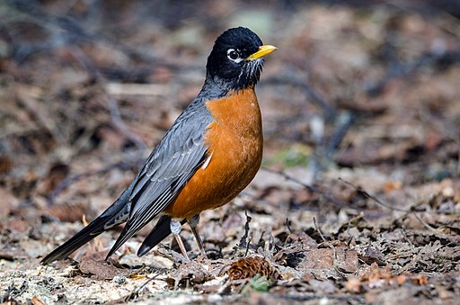 American robin bird