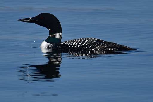 Common Loon in a lake