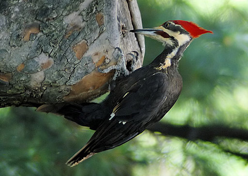 Pileated woodpecker photo