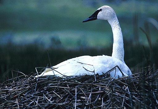 Trumpeter swan in Yellowstone National Park