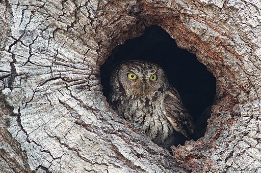 Western screech owl photo